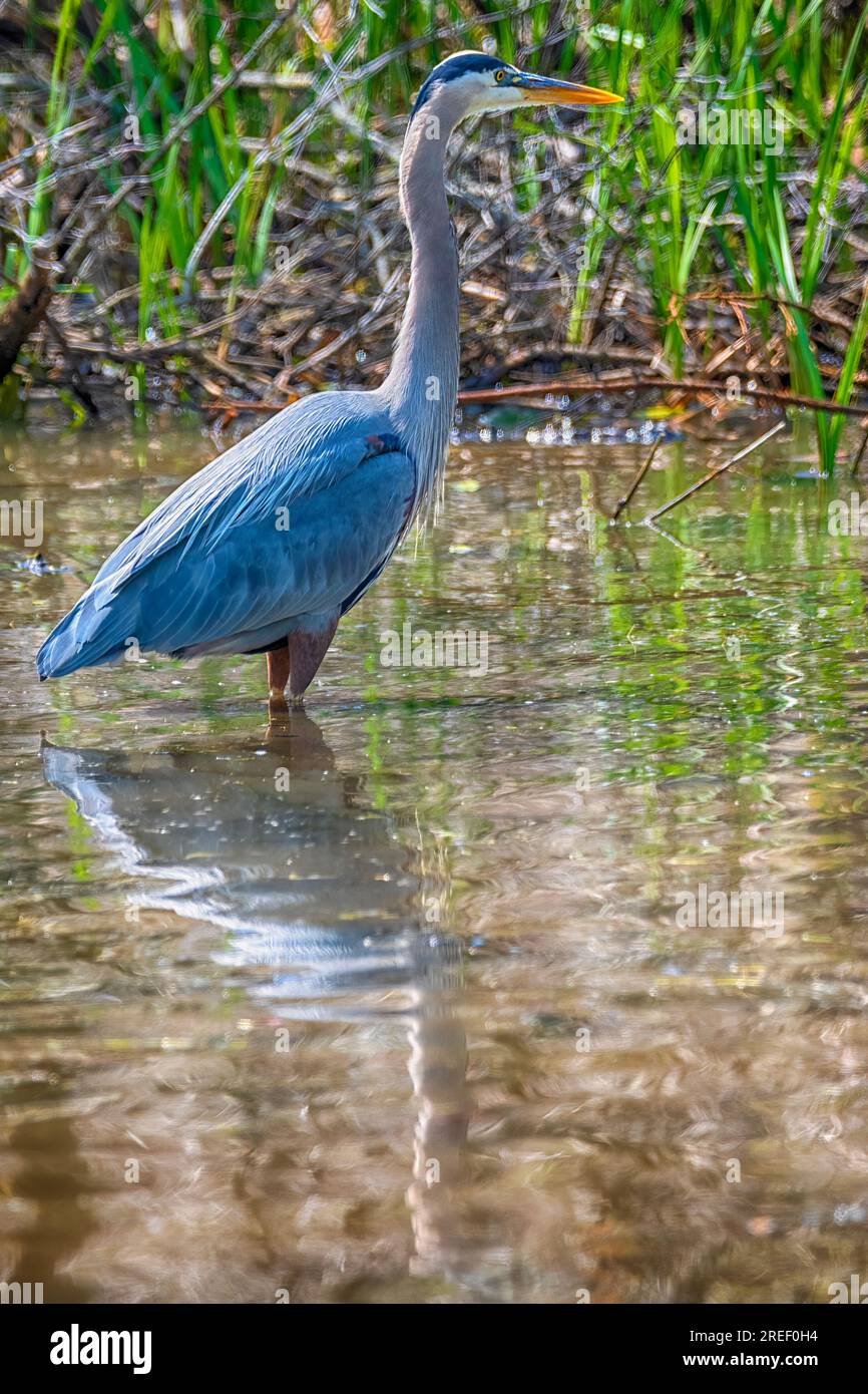 Great Blue Heron al Presque Isle State Park Foto Stock
