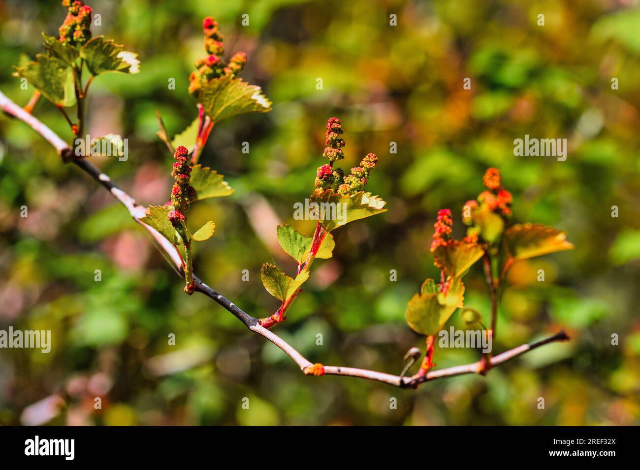 Giovani germogli verdi di piante di uva da vino in filari in vigna. Settore viticolo in Spagna, zona viticola Foto Stock