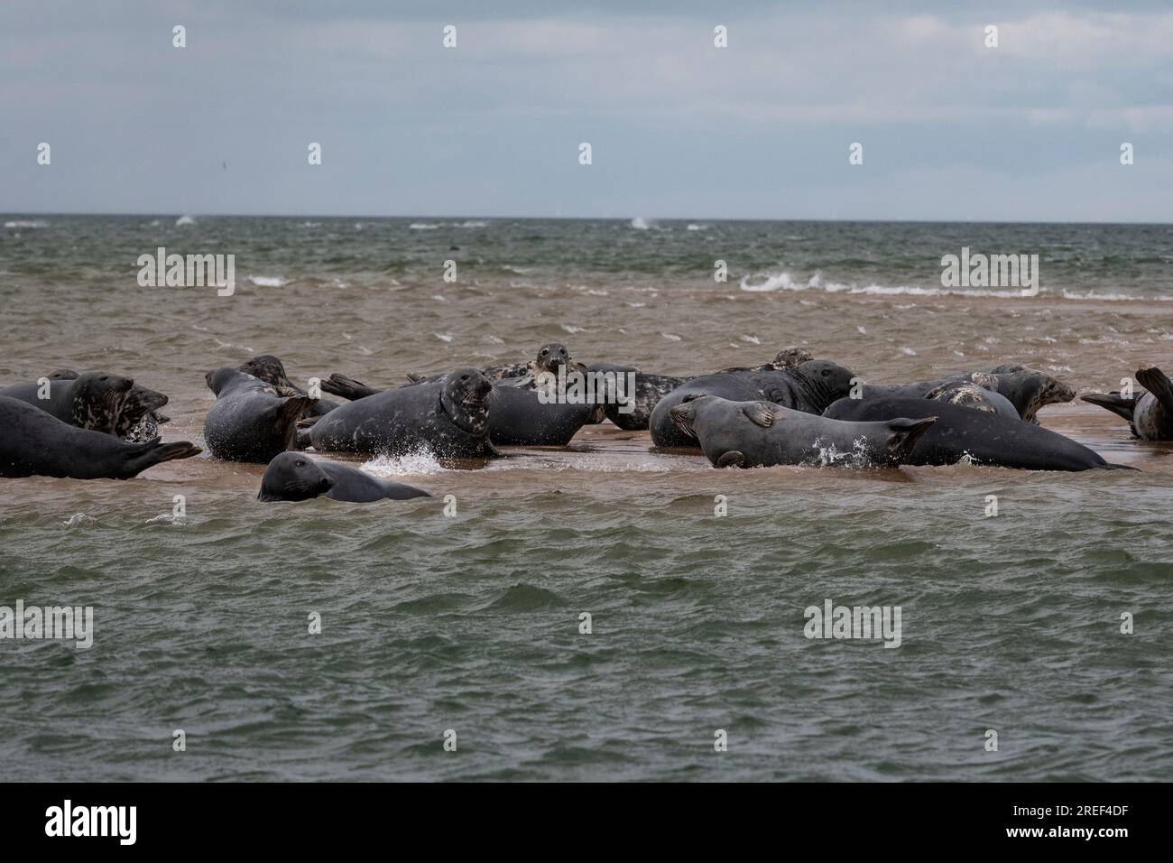 Foche grigie e comuni riposano dopo aver mangiato sul banco di sabbia a Blakeney Point, Blakeney, Norfolk settentrionale, Inghilterra, Regno Unito Foto Stock