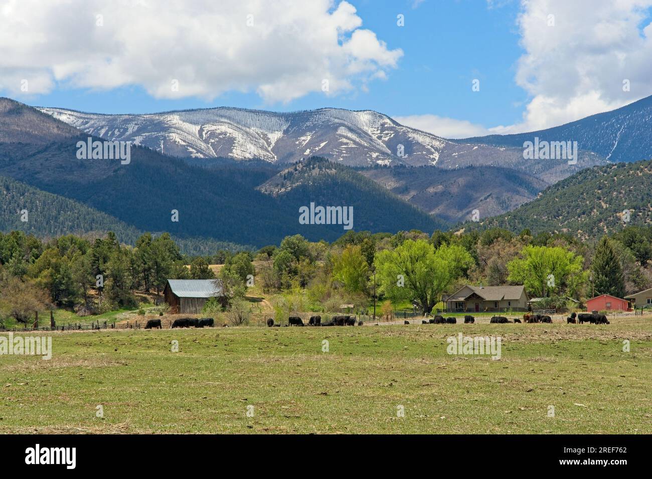 Pascoli e allevamento di bestiame ai piedi delle montagne Sangre de Cristo fuori Coaldale, Colorado. Sotto le nuvole di cumulus Foto Stock