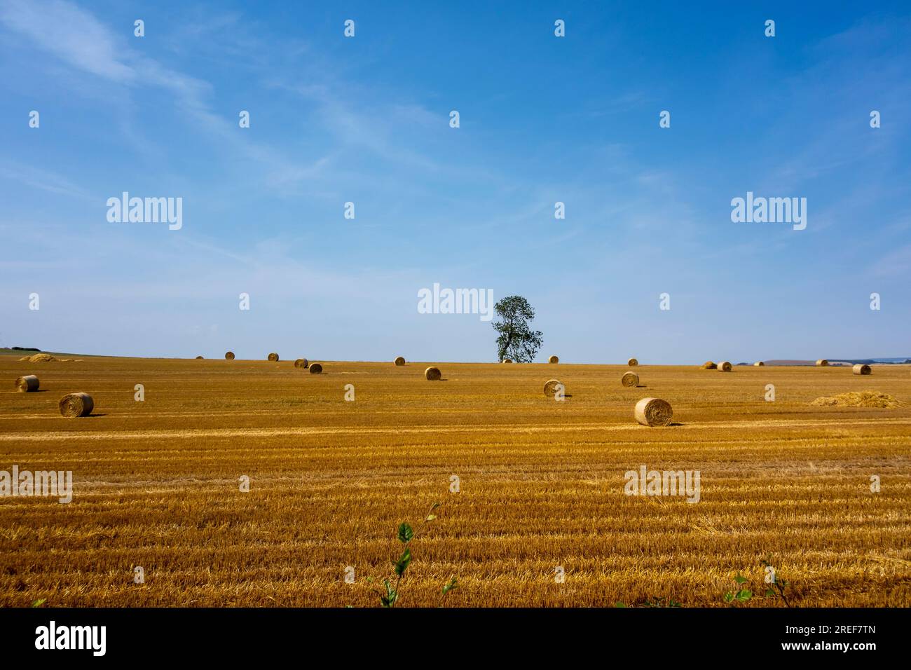 Campo di grano con balle da fieno Foto Stock