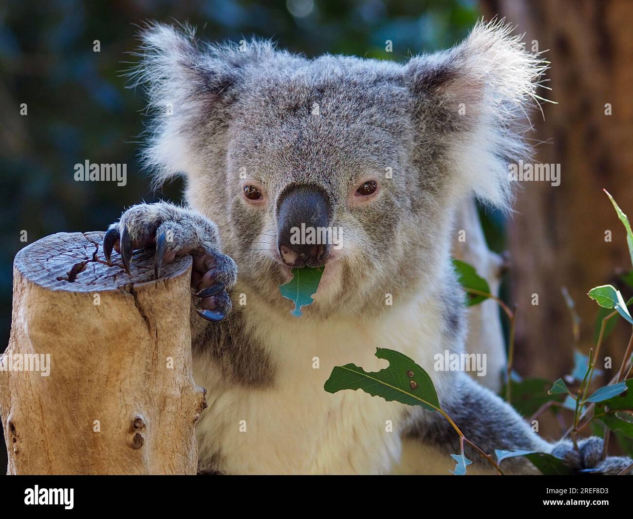 Favoloso e carismatico Koala che si snoda su una foglia di eucalipto. Foto Stock