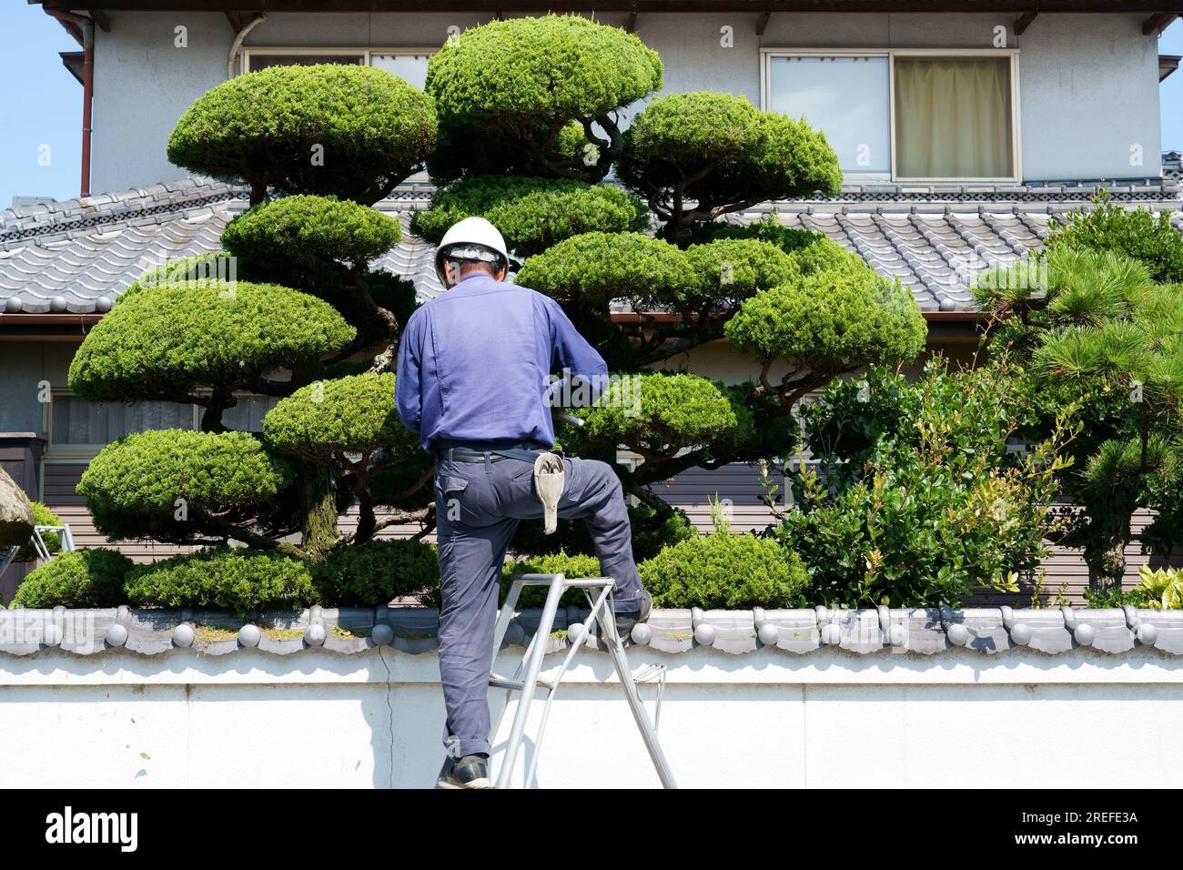 KAGAWA, GIAPPONE - 24 LUGLIO 2023: Giardiniere professionista giapponese potatura di un albero da giardino con scala a pioli nella casa in stile giapponese, Kagawa, Giappone. Foto Stock