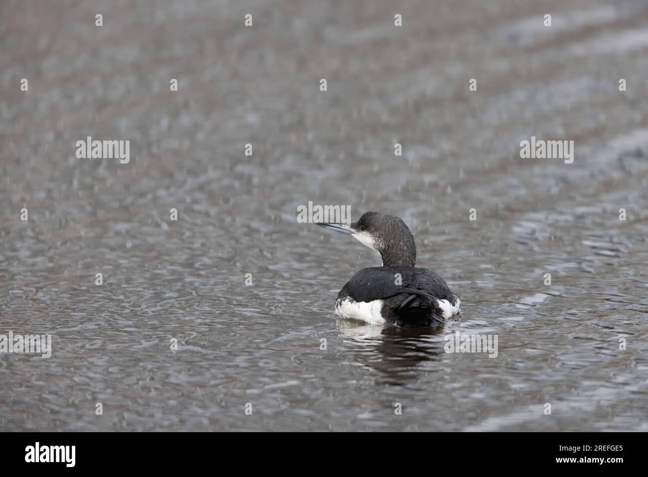 Black-throated Diver o Arctic Loon (Gavia arctica) in Giappone Foto Stock