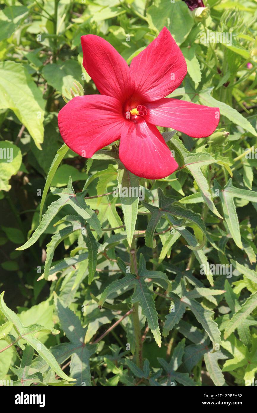 Le piante di fiori di malva rosa palude in azienda agricola per la raccolta sono colture da contante Foto Stock