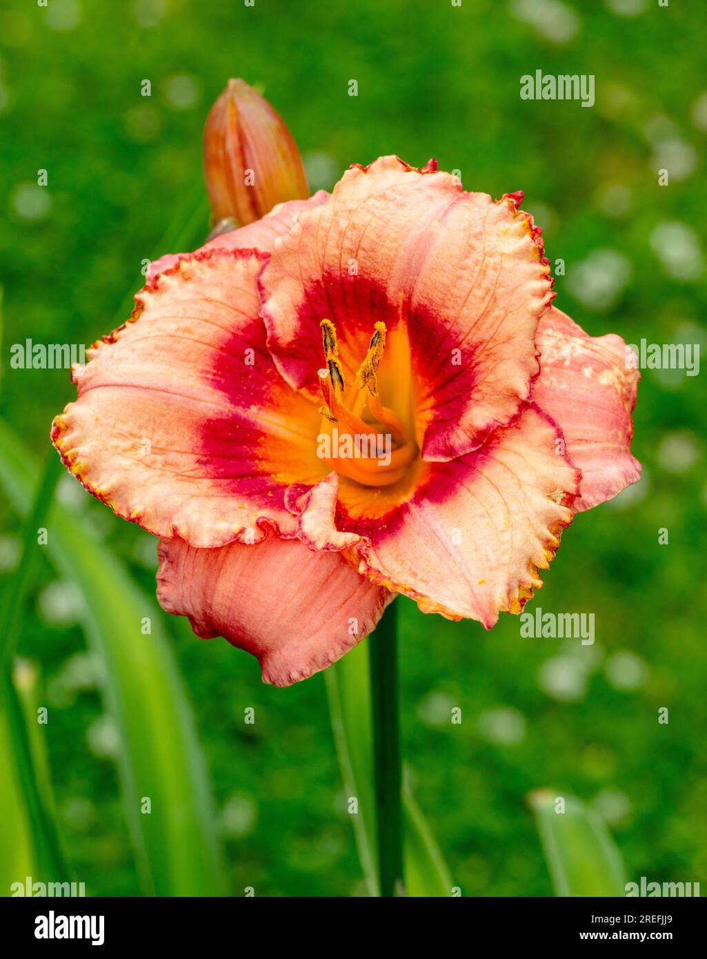 "Strawberry Candy" Daylily, daglilja (Hemerocallis) Foto Stock