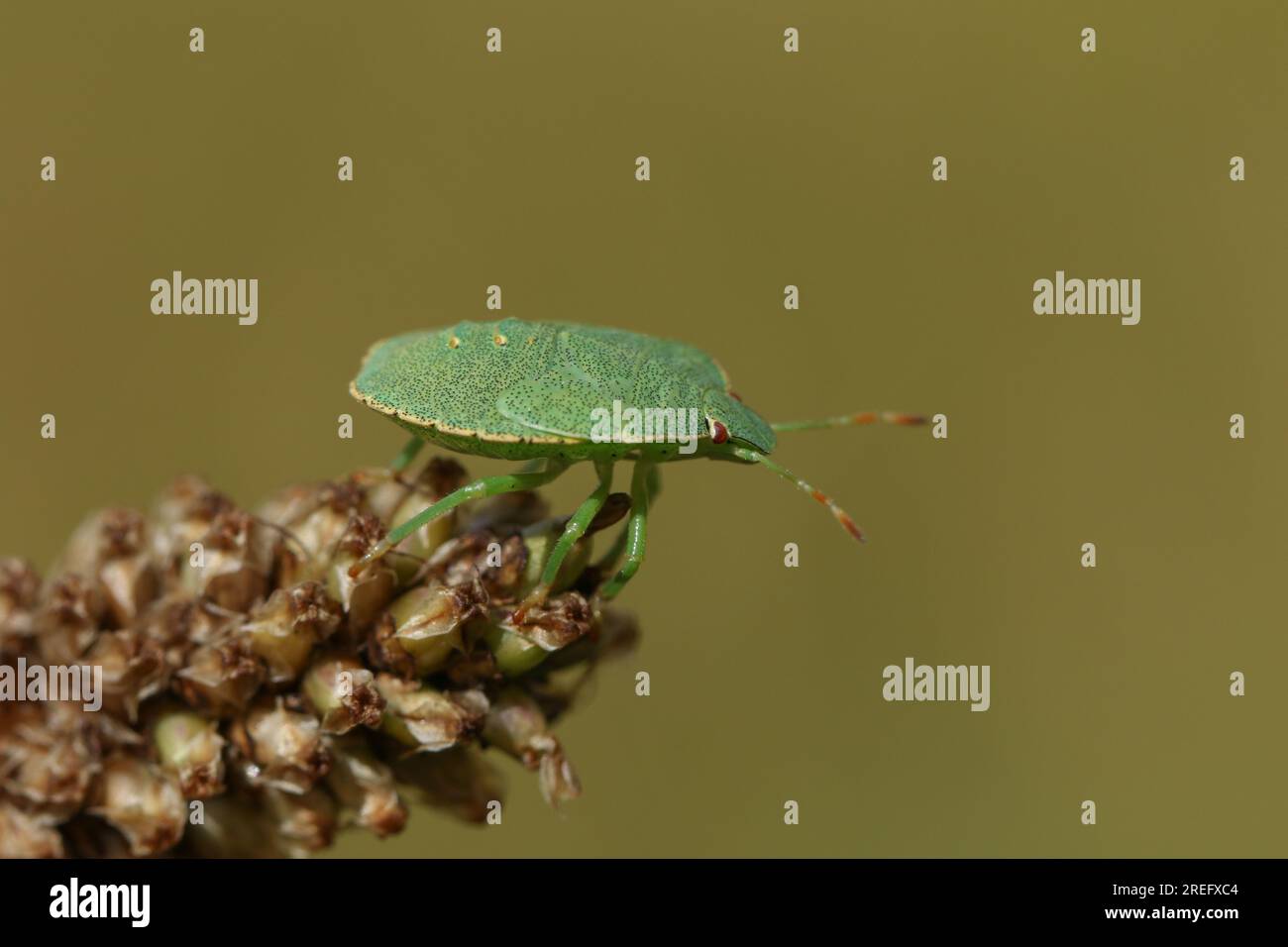 Una comune ninfa di Shieldbug verde, Palomena prasina, su una pianta selvatica. Foto Stock