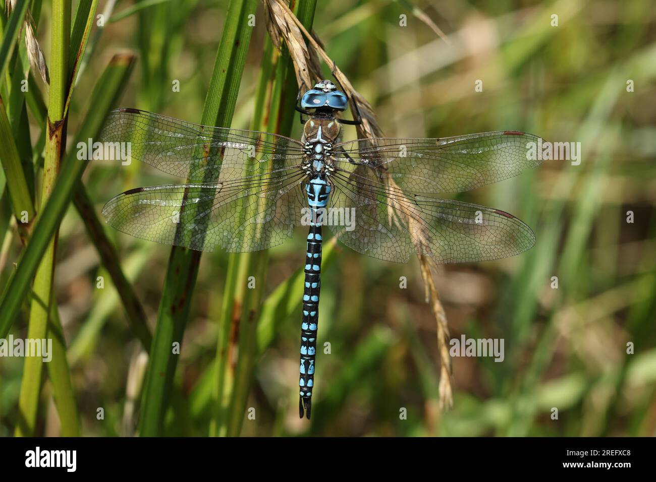Un raro esemplare maschio del migrante meridionale Hawker Dragonfly, Aeshna affinis, che si appollaiava sui semi d'erba nel Regno Unito. Foto Stock