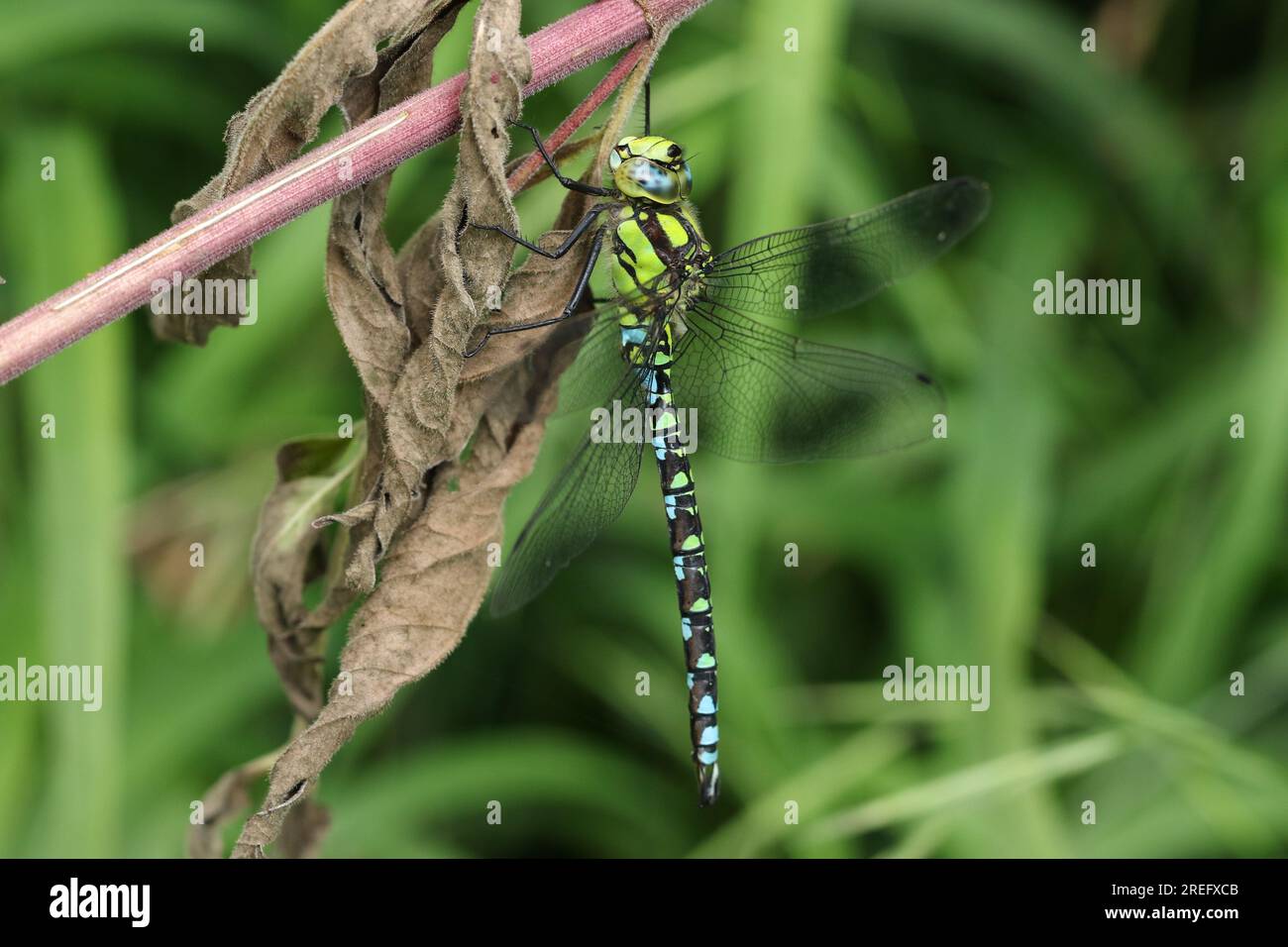 Una Southern Hawker Dragonfly, Aeshna cyanea, arroccata su una pianta che cresce ai margini di un ruscello. Foto Stock