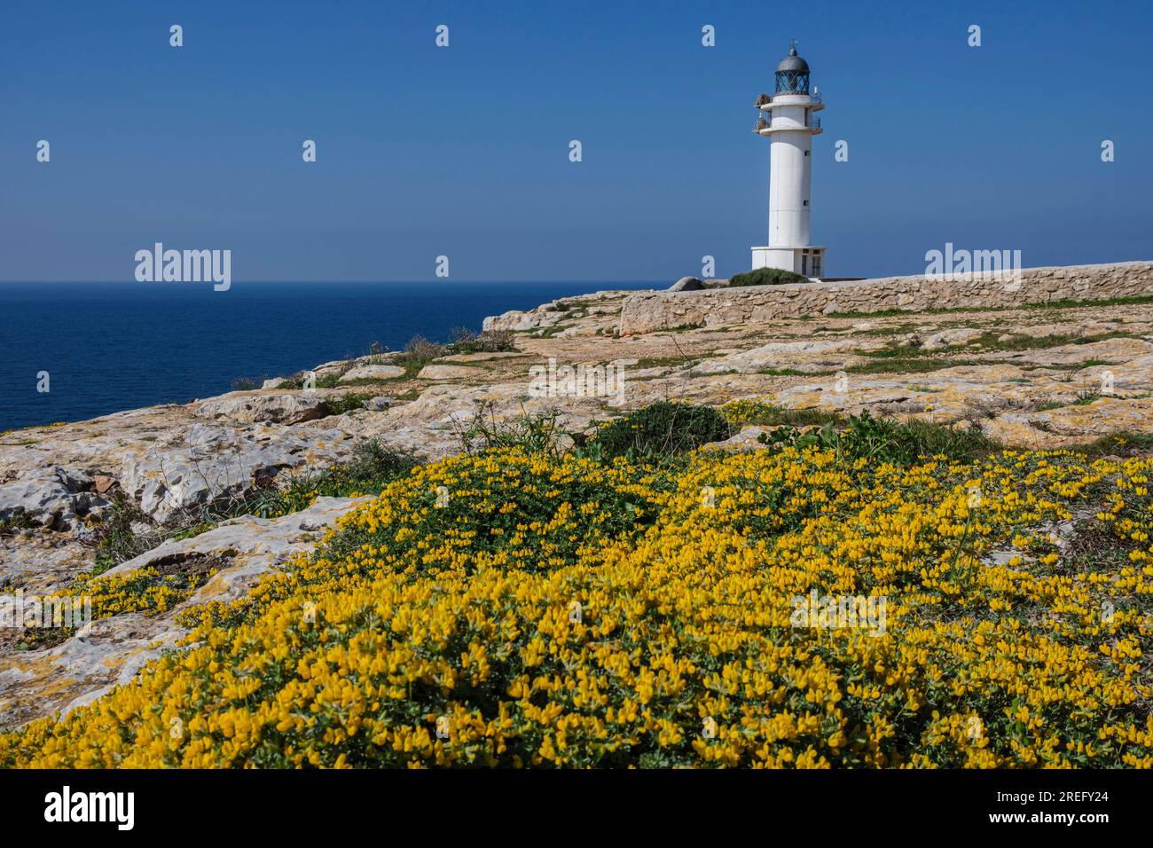 Podarcis hispanicus, Sargantana, Cap Barbaria, Formentera, Isole Pitiusas, Comunità delle Baleari, Spagna Foto Stock