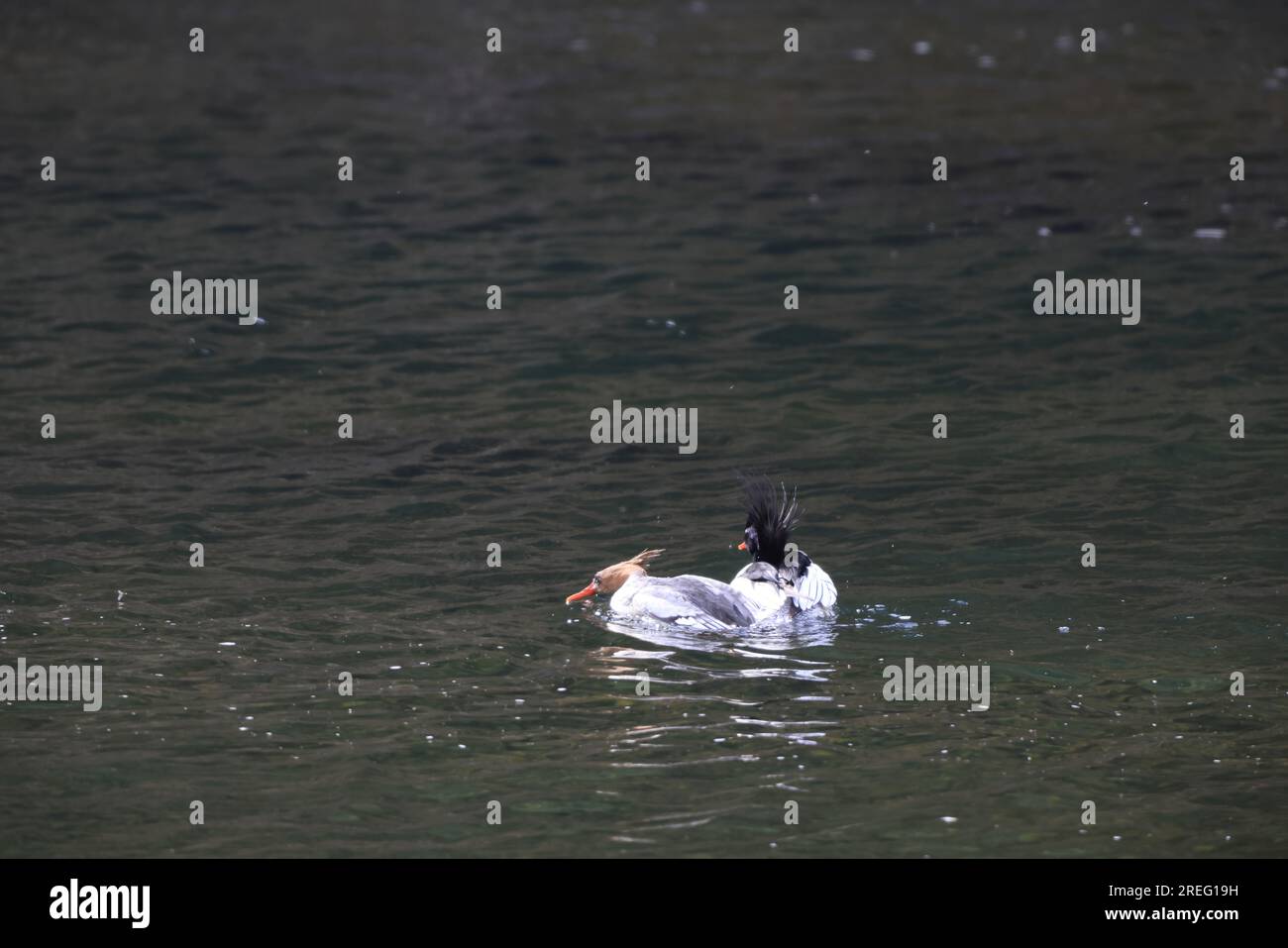 Il merganser con il lato squamoso o merganser cinese (Mergus squamatus) è un merganser tipico a rischio di estinzione (genere Mergus). Questa foto è stata scattata in Giappone Foto Stock