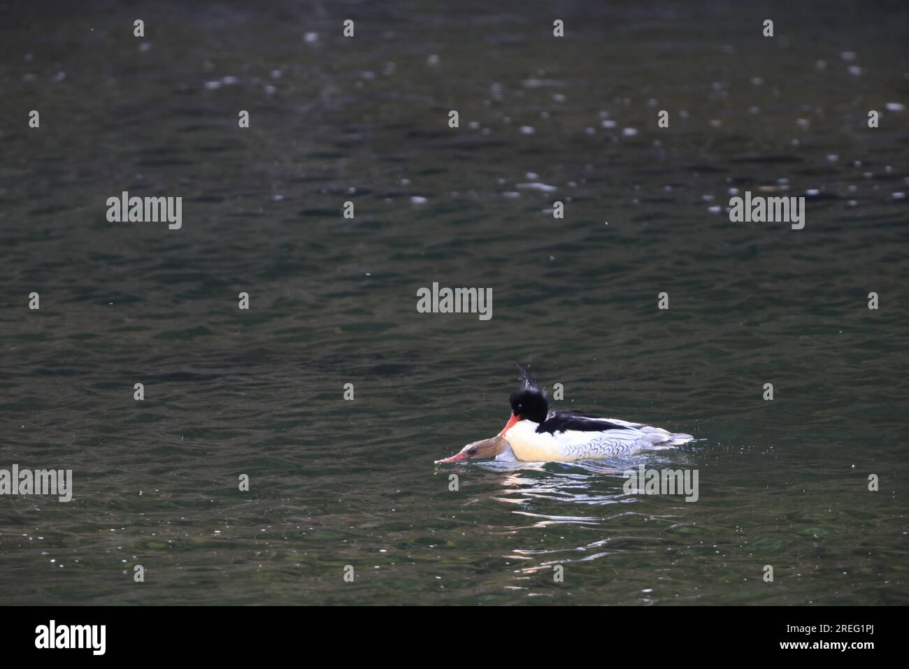 Il merganser con il lato squamoso o merganser cinese (Mergus squamatus) è un merganser tipico a rischio di estinzione (genere Mergus). Questa foto è stata scattata in Giappone Foto Stock