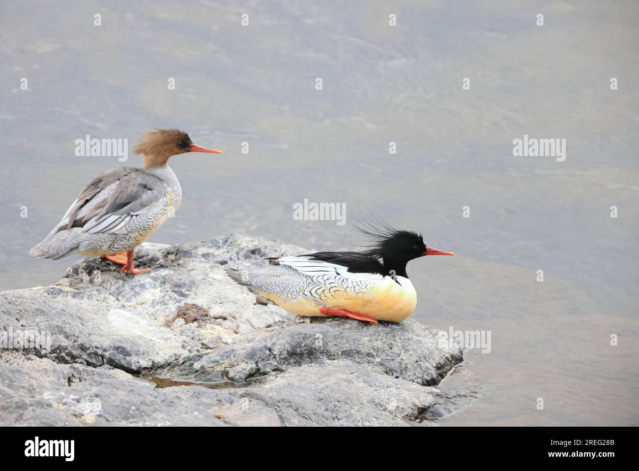 Il merganser con il lato squamoso o merganser cinese (Mergus squamatus) è un merganser tipico a rischio di estinzione (genere Mergus). Questa foto è stata scattata in Giappone Foto Stock