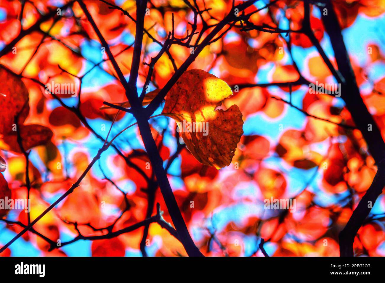 Ammira la bellezza radiosa delle foglie rosse su un albero mentre brillano sotto la luce del sole dorata. Il vivace display della natura catturerà i tuoi sensi. Foto Stock
