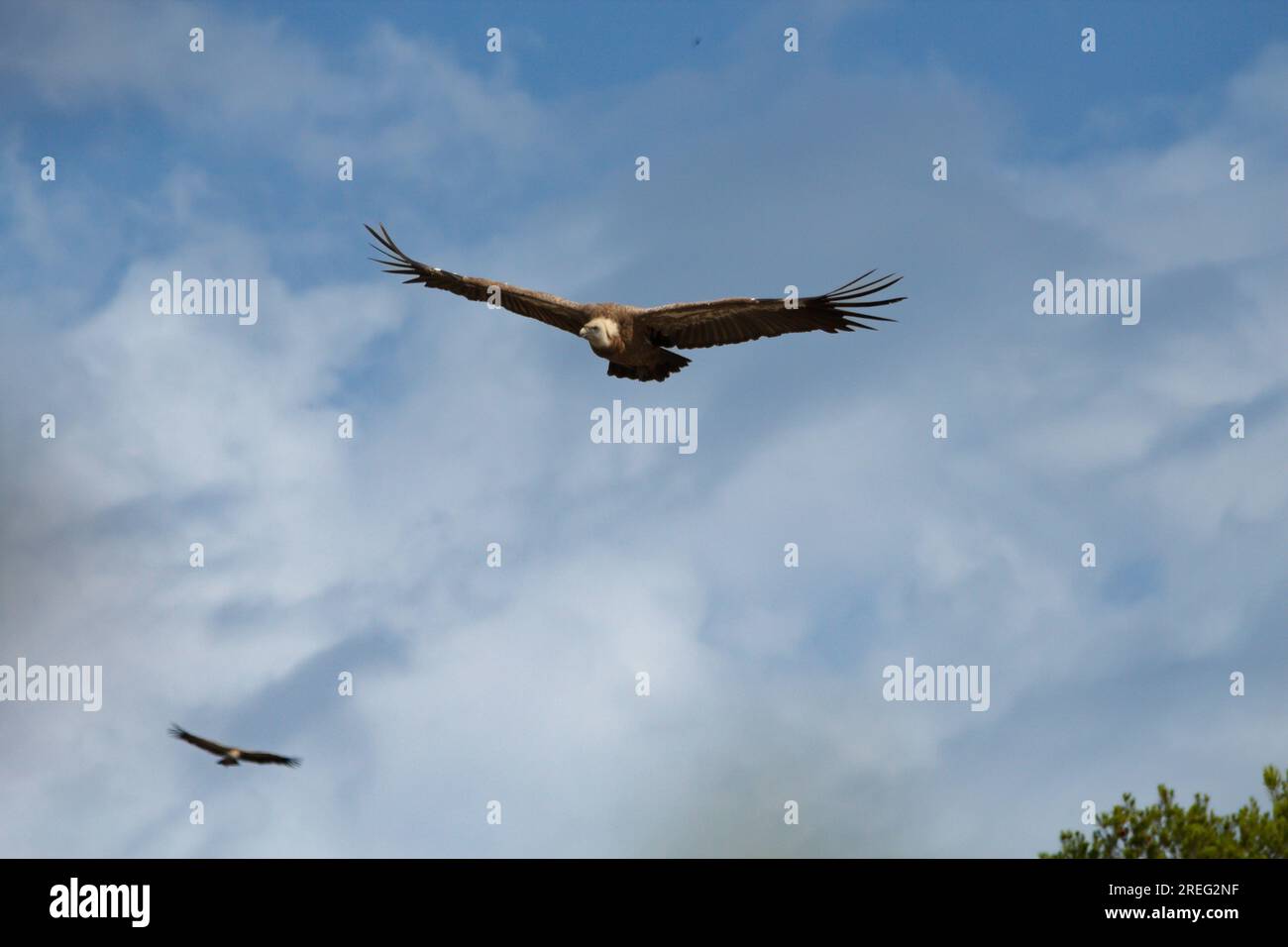 Due Gyps fulvus che volano con lo sfondo del cielo con nuvole ad Alcoy, in Spagna Foto Stock