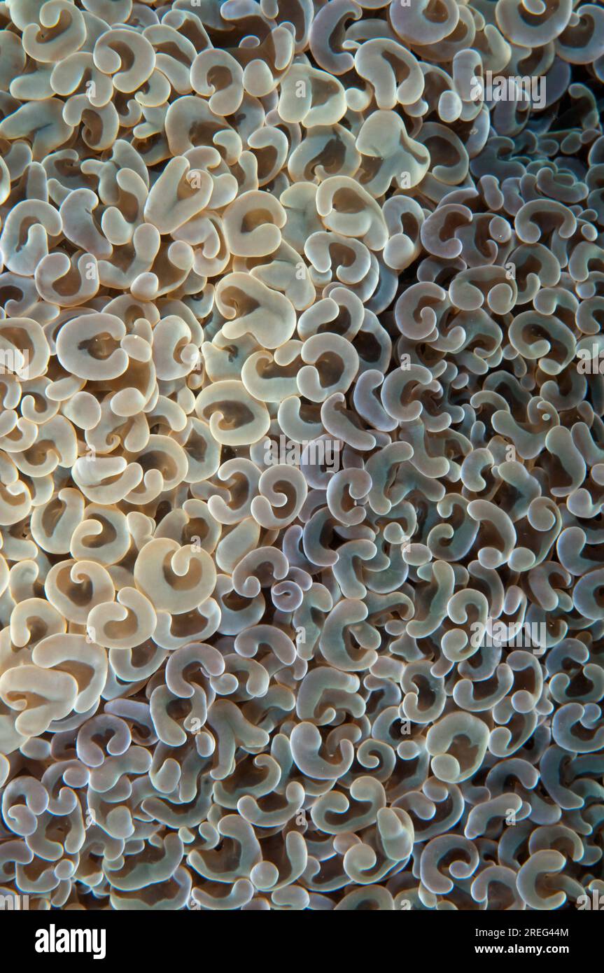 Two Takes of Bubble Coral, Plerogyra sinuosa, Pantai Parigi dive site, Lembeh Straits, Sulawesi, Indonesia Foto Stock