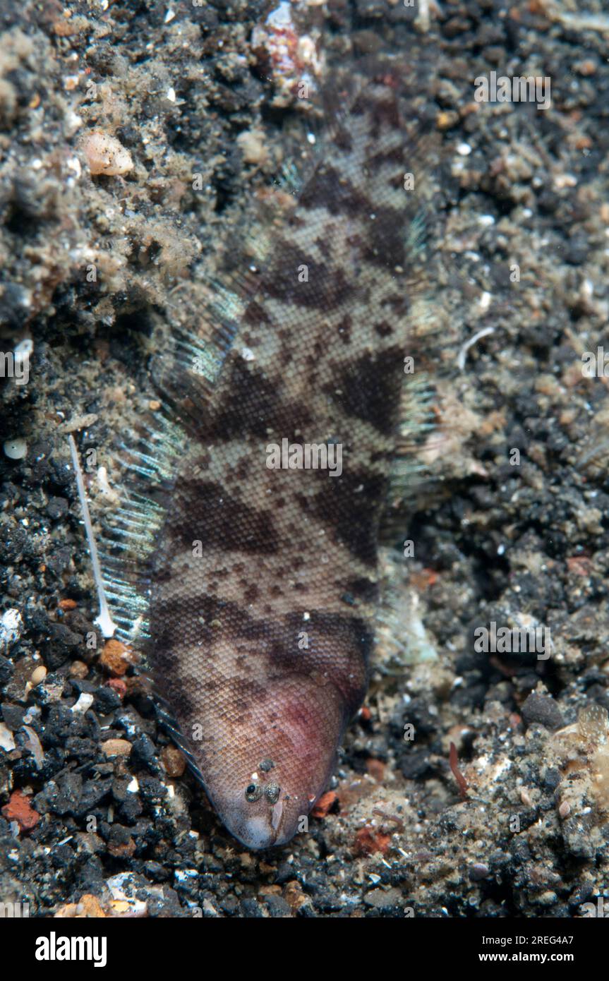 Speckled Tonguesole, Cynoglossus punticeps, immersione notturna, sito di immersione Retak Larry, stretto di Lembeh, Sulawesi, Indonesia Foto Stock