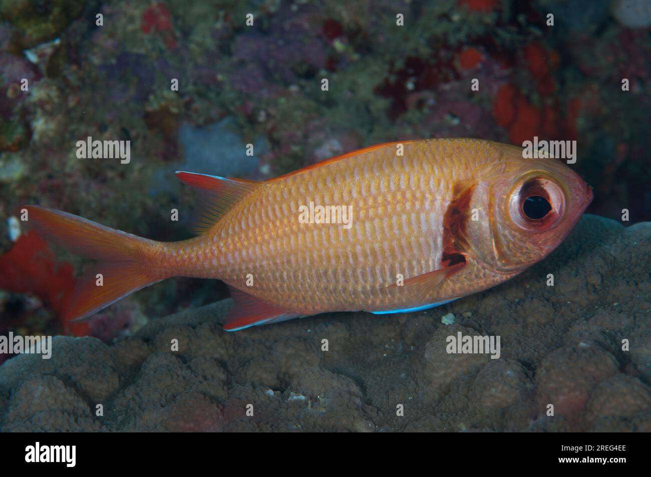 Epaulette Soldierfish, Myripristis kuntee, California Dreaming dive site, Lembeh Straits, Sulawesi, Indonesia Foto Stock