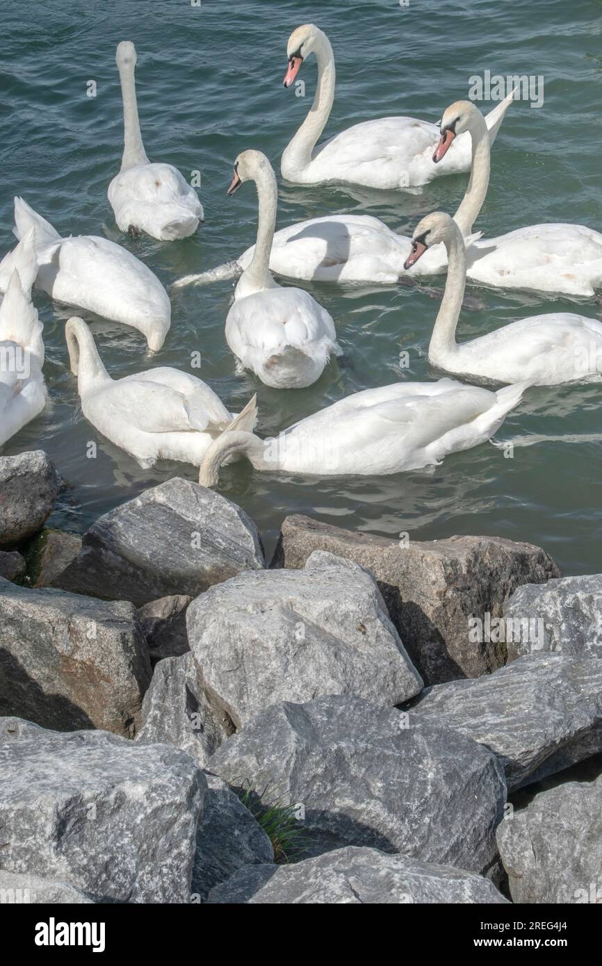 Cigni muti: Un gruppo di cigni muti scivola con grazia attraverso le acque del Danubio a Vienna, in Austria. Osserva la bellezza serena di queste maje Foto Stock