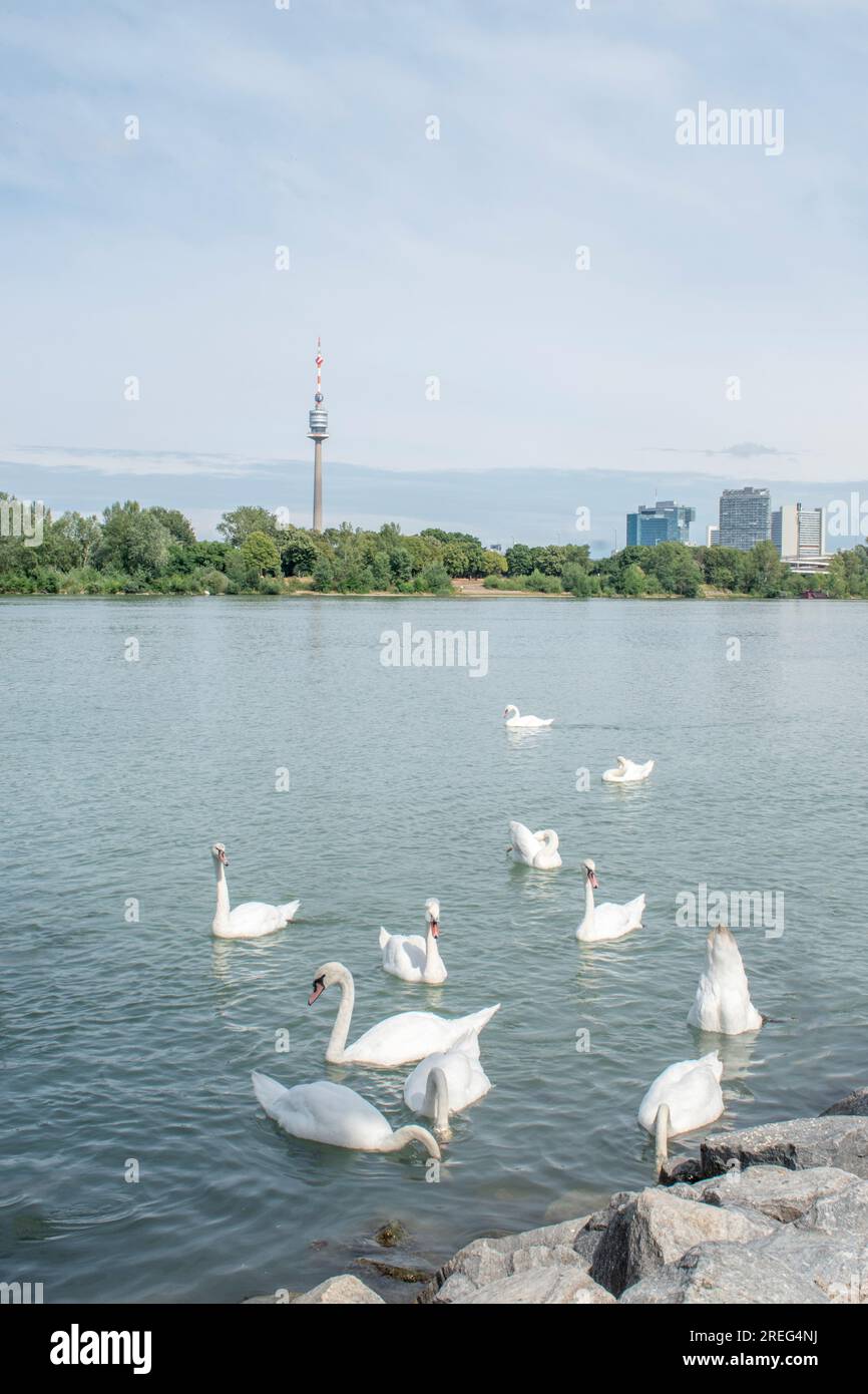 Cigni muti: Un gruppo di cigni muti scivola con grazia attraverso le acque del Danubio a Vienna, in Austria. Osserva la bellezza serena di queste maje Foto Stock