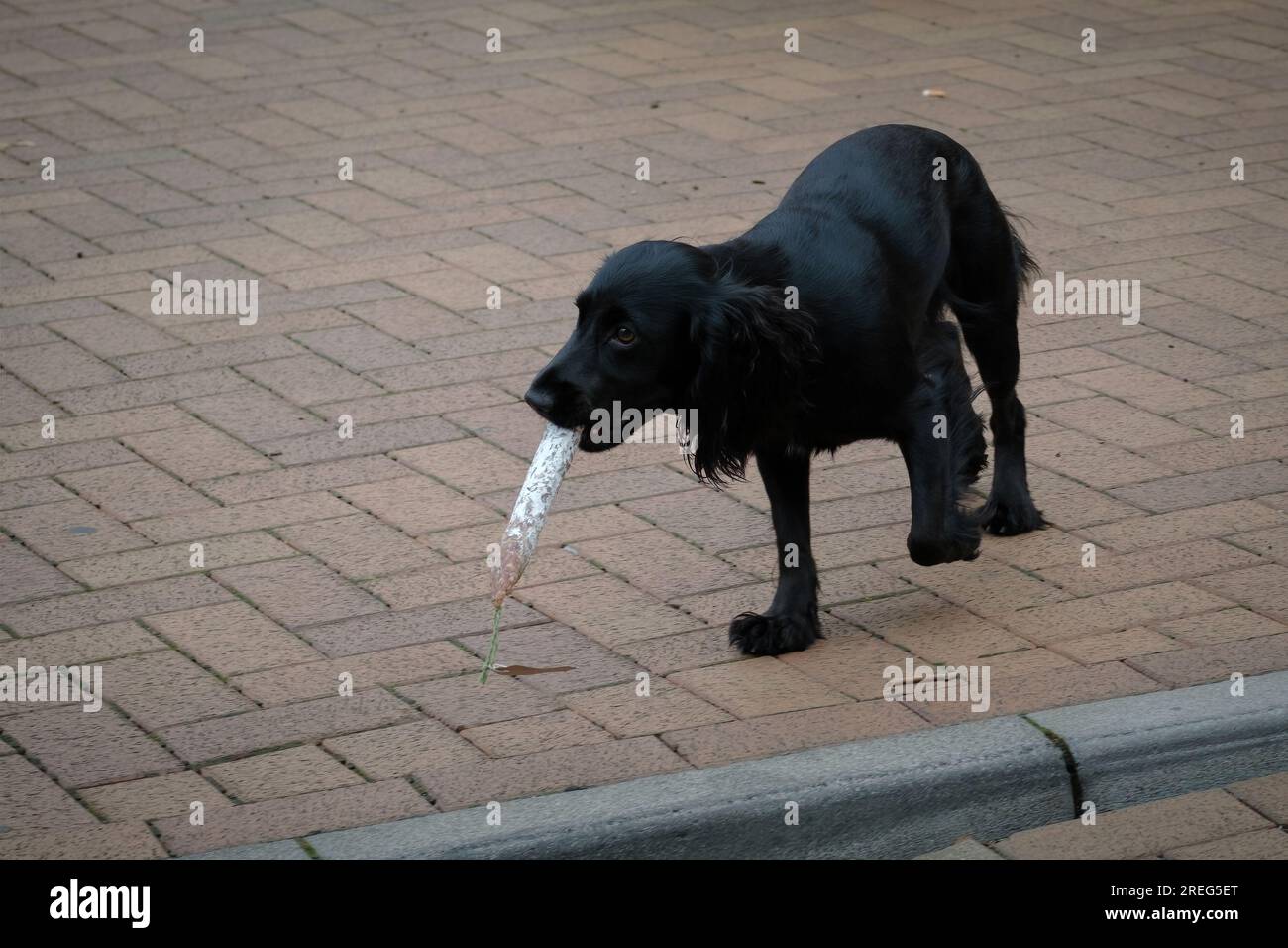 Black spaniel ruba una salsiccia al Banbury Food and drink Festival nel 2022 Foto Stock