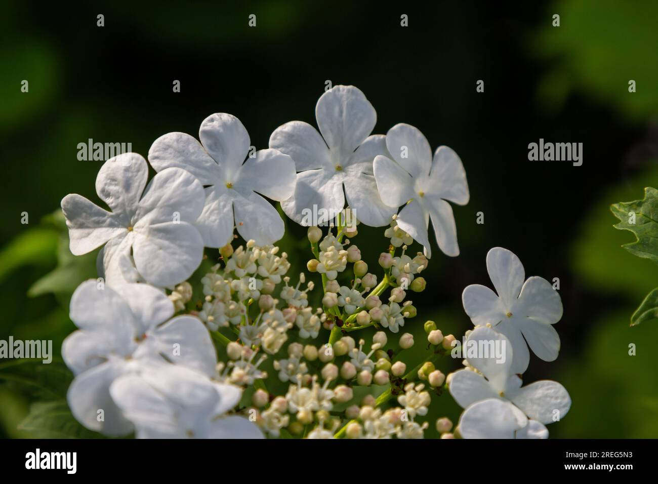 Guelder Rose Bush. Foto in giardino. Viburnum Flowers Bloom. Foto Stock