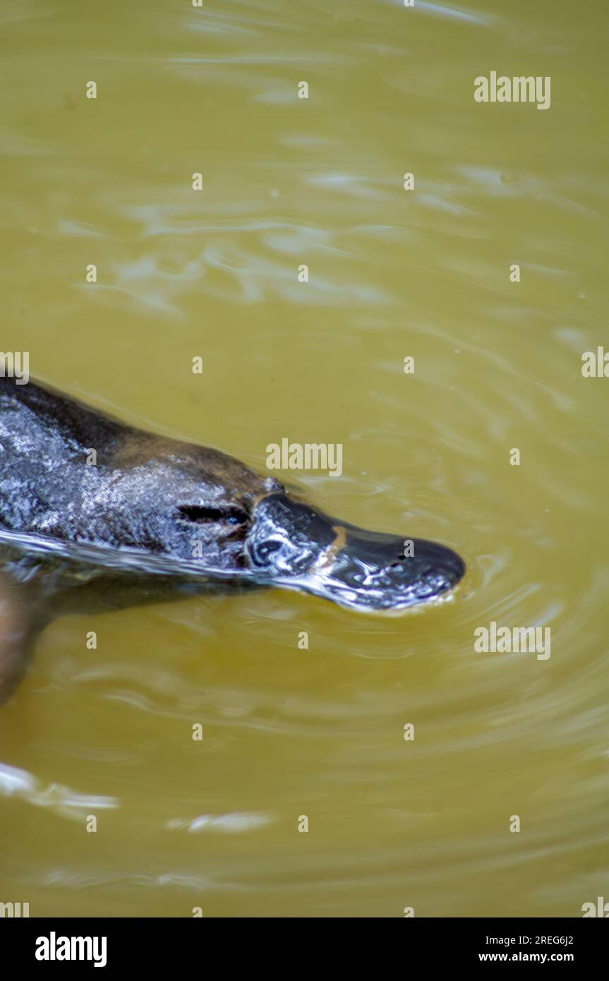 Platypus, Ornithorhynchus anatinus, Platypus con becco d'anatra, Petersens Creek, Yungaburra, Australia. Foto Stock