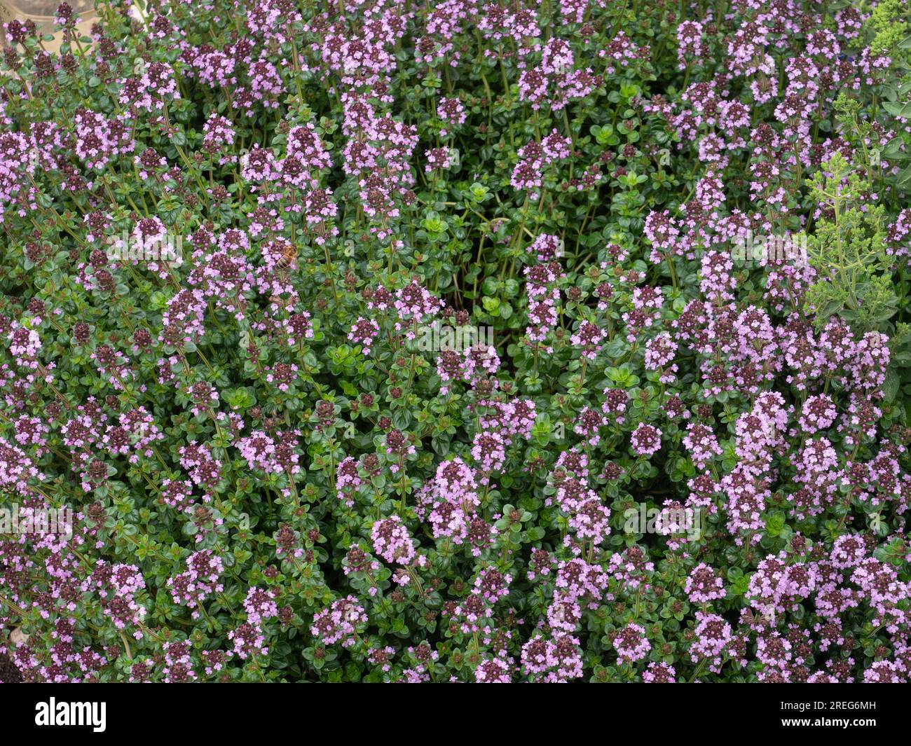 I fiori rosa profondi e le foglie verdi lucenti di Thymus pulegioides il timo dalle larghe foglie Foto Stock