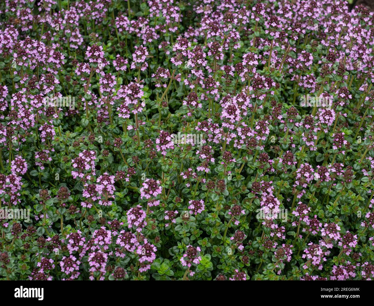 I fiori rosa profondi e le foglie verdi lucenti di Thymus pulegioides il timo dalle larghe foglie Foto Stock