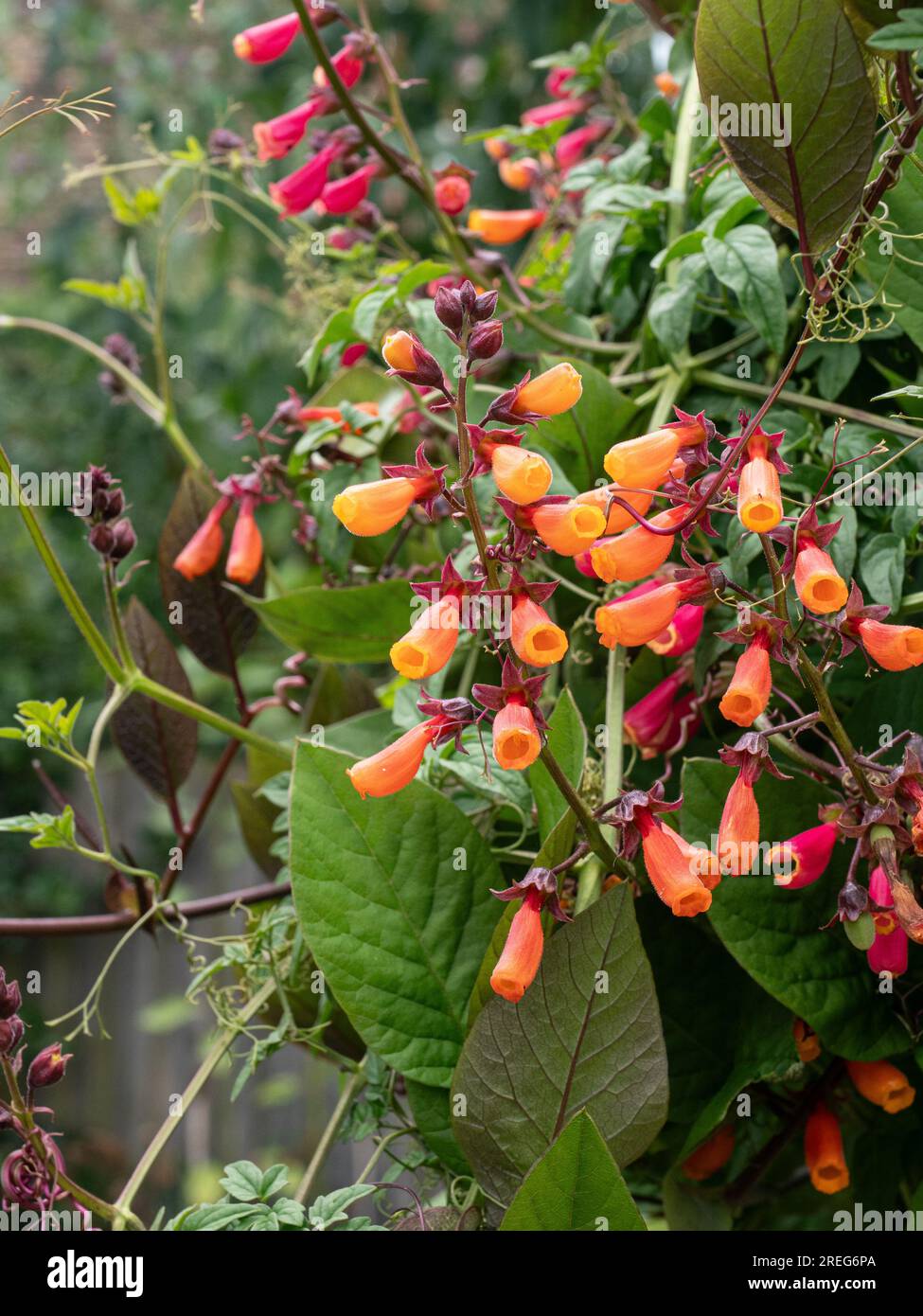 Il tubo arancione come i fiori dello scalatore Eccremocarpus scaber il fiore glorioso cileno Foto Stock