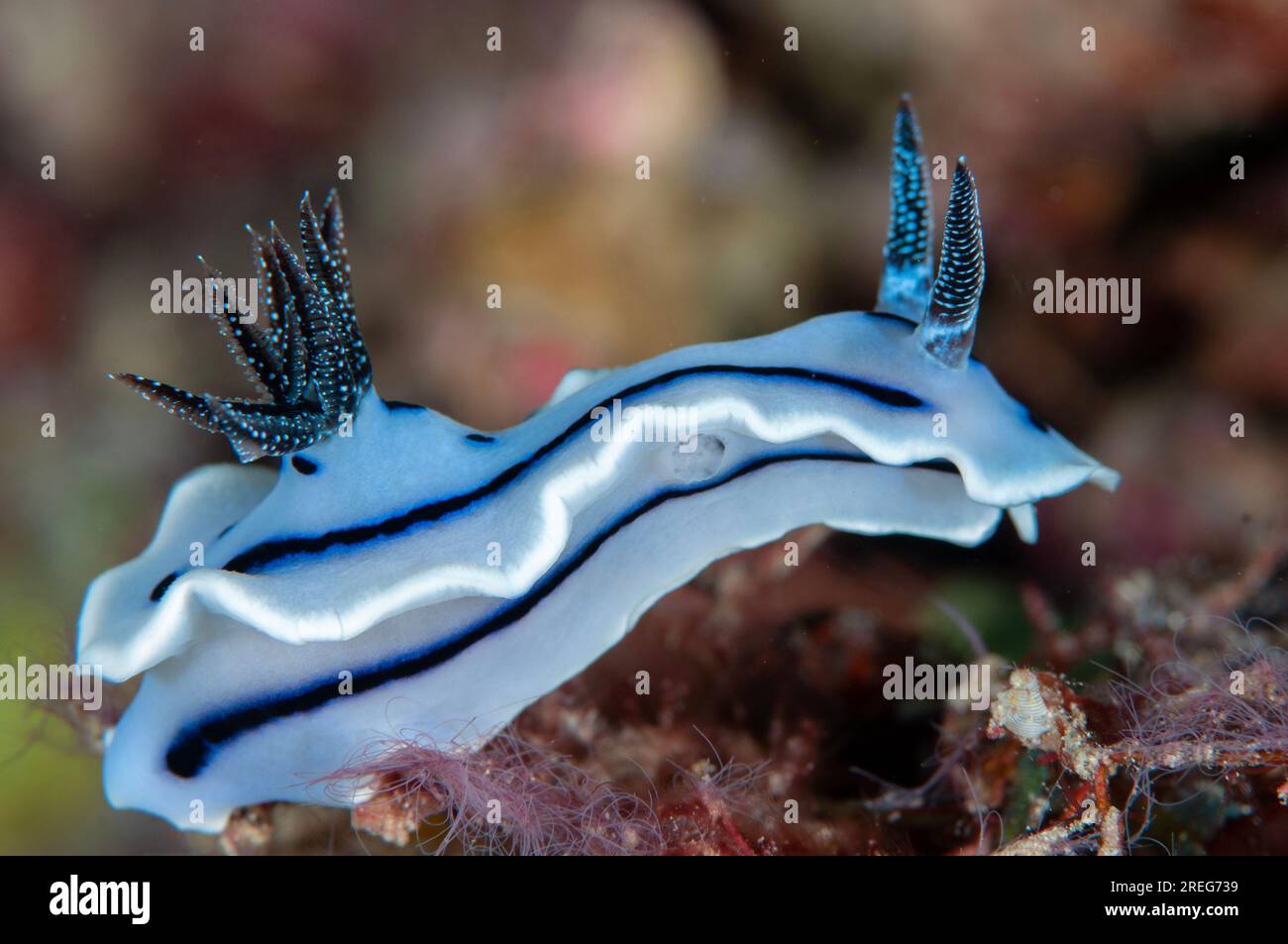 Chromodoris Nudibranch di Willan, Chromodoris willani, con organo riproduttivo al di sotto del margine, Tanjung Riarwepan, Mioswaar, Cendrawasih Bay, West Papua, Foto Stock