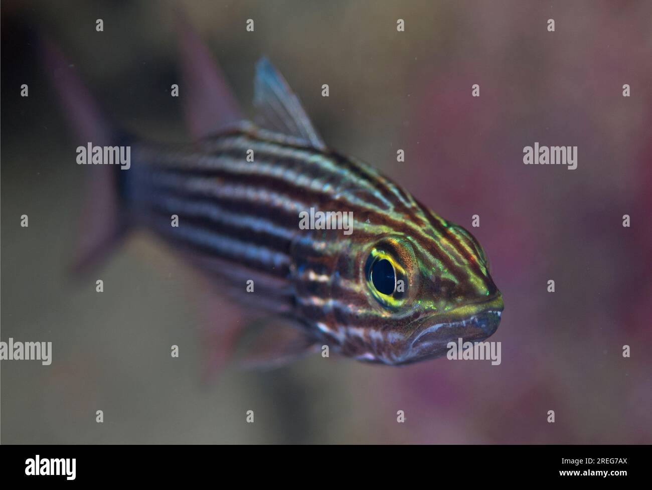 Tiger Cardinalfish, Cheilodipterus macrodon, Junkyard dive site, Sansapor, Raja Ampat, Papua Occidentale, Indonesia Foto Stock