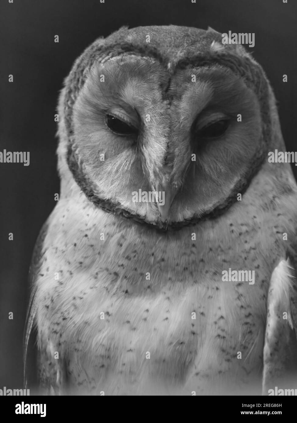 Barn Owl in mostra al Cotswold Falconry Centre di Batsford, Moreton-in-Marsh, Gloucestershire, Inghilterra, Regno Unito, 18 marzo 2022 Foto Stock