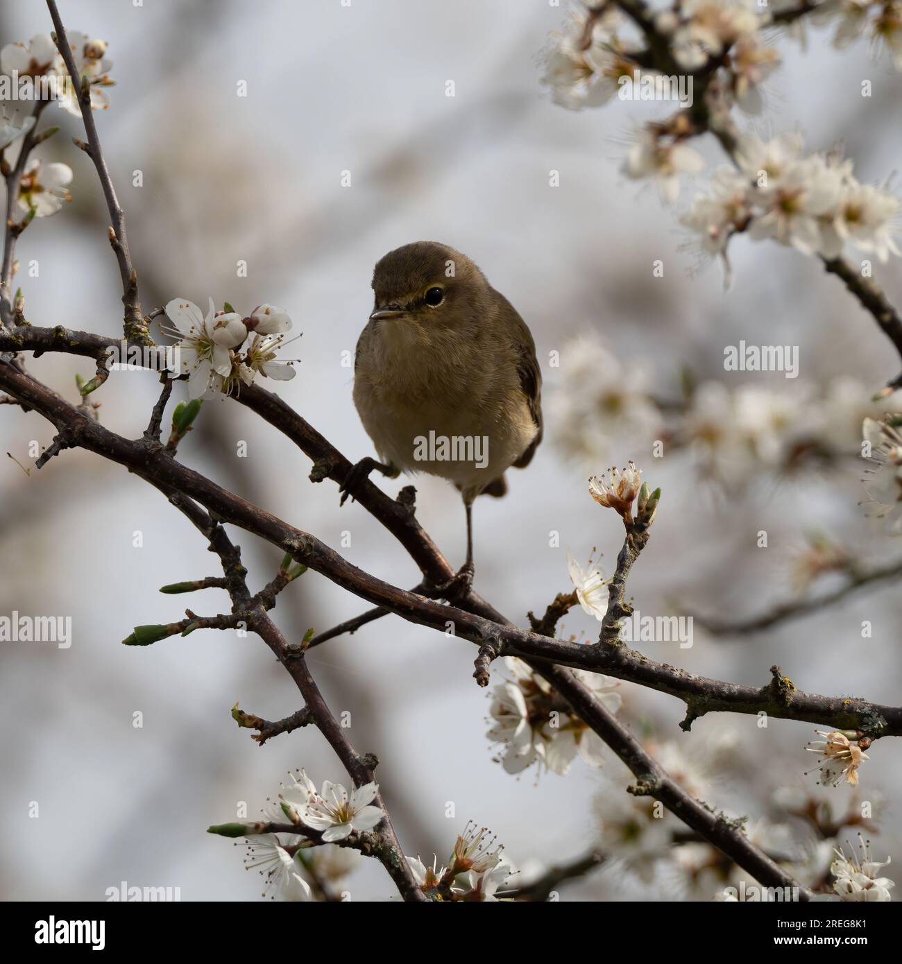 Uccello arroccato su un ramo dei laghi Adderbury ad Adderbury, Oxfordshire, catturato nell'aprile 2022 Foto Stock