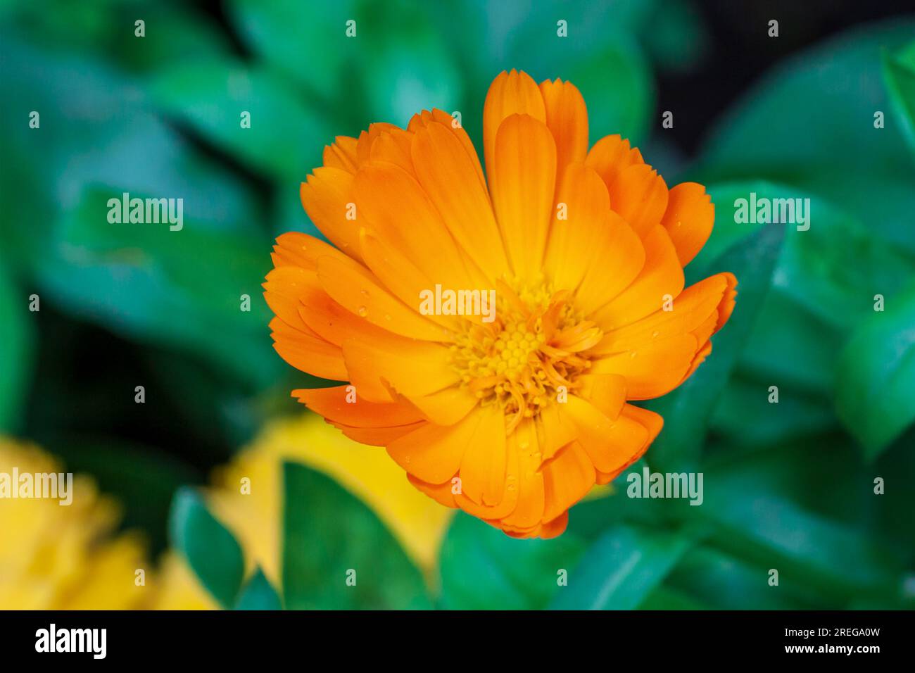 Foto macro di un fiore Foto Stock