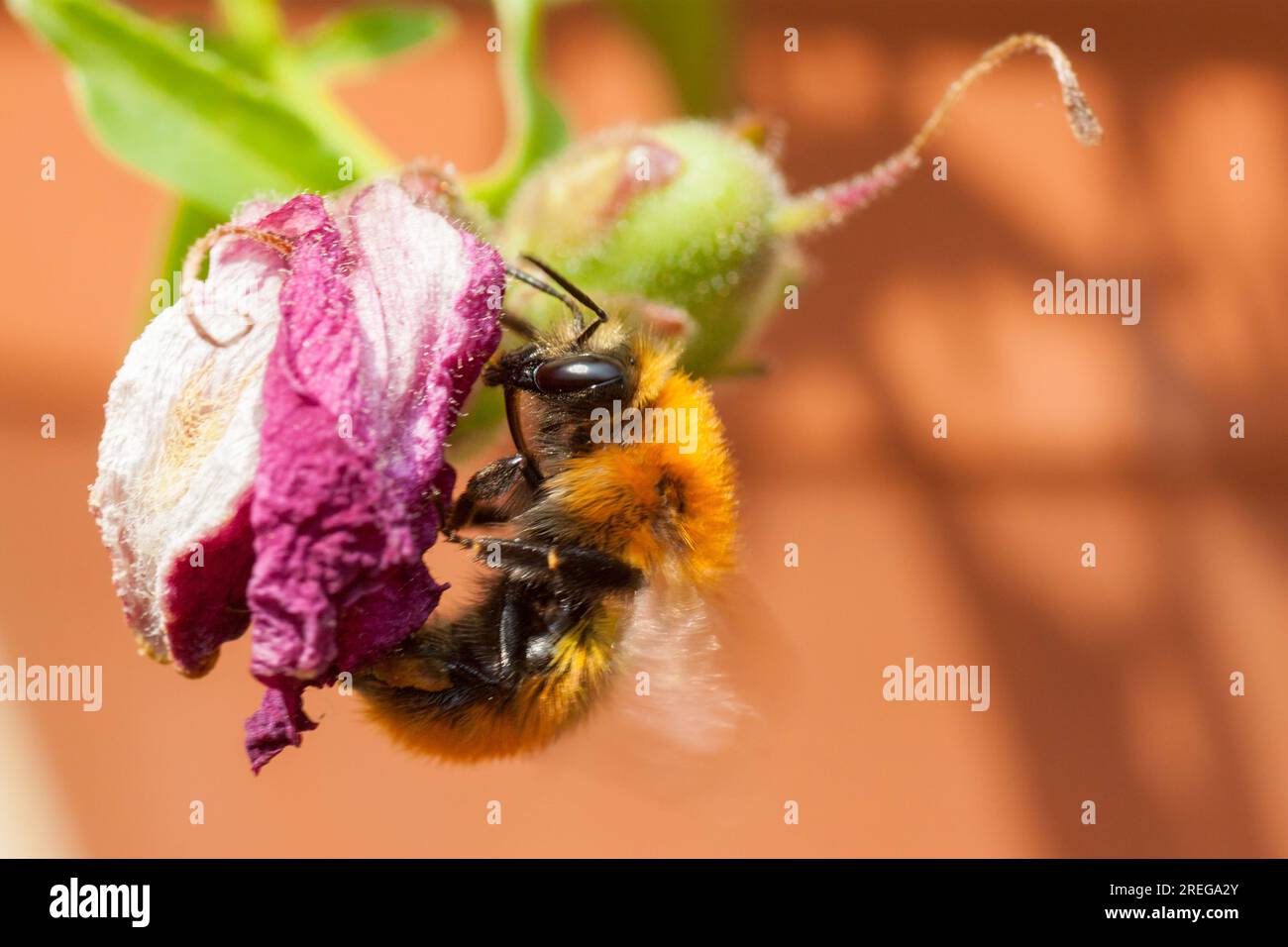 Foto macro di un insetto Foto Stock