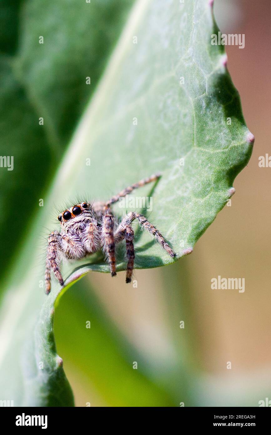 Foto macro di un ragno Foto Stock