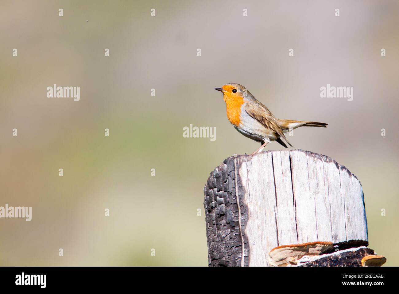 Robin a Vendicari, noto Sicilia Foto Stock