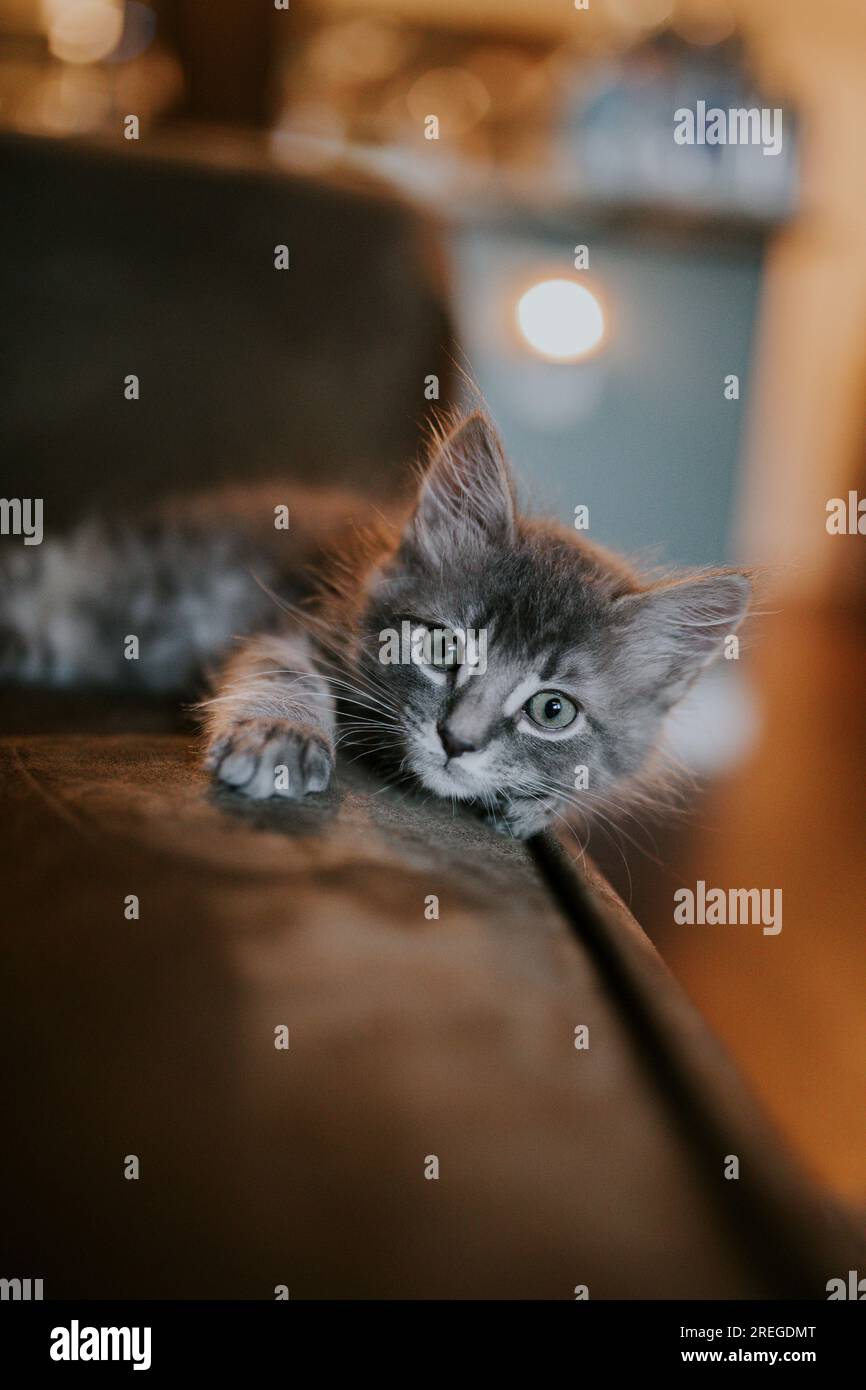 Gattino Foto Stock
