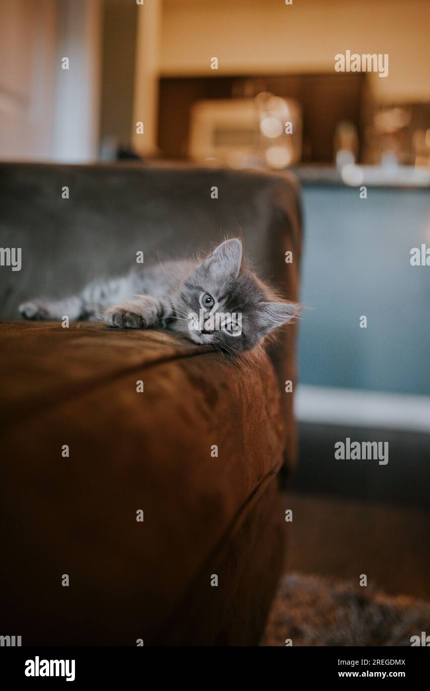 Gattino sdraiato sul divano Foto Stock