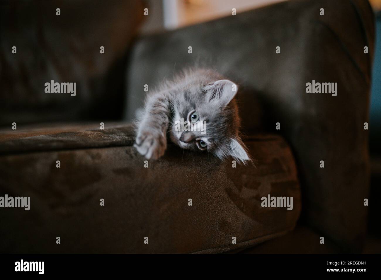 Gattino sul divano Foto Stock