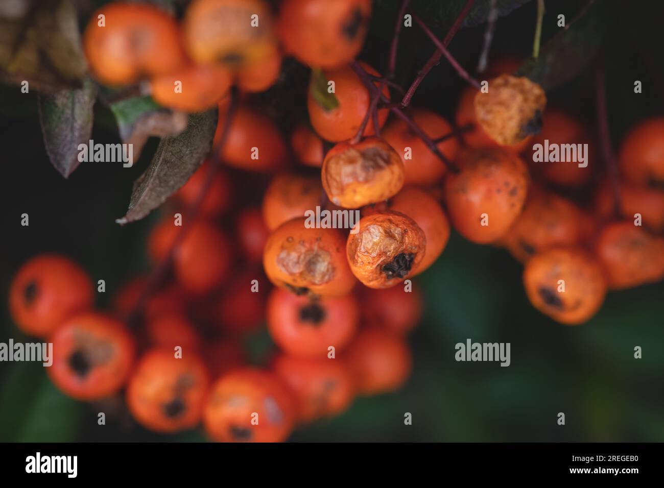 Bacche arancioni Foto Stock