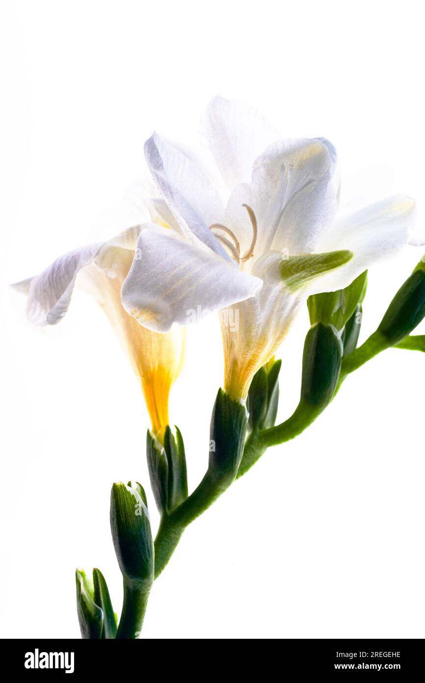 Freesia Flowerbuds retroilluminati composizione Close-upm Foto Stock