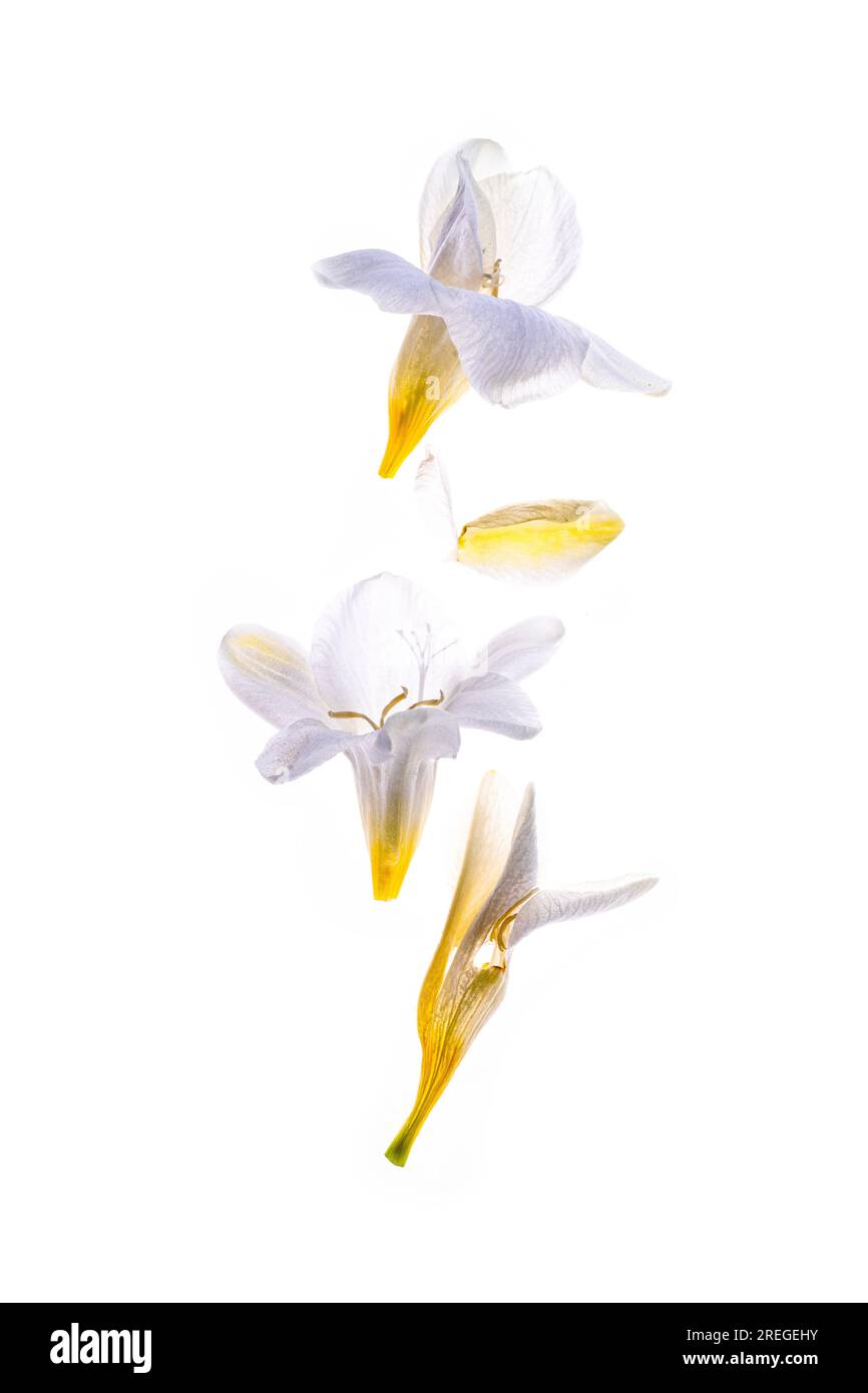 Boccioli di fiori freesia retroilluminati Foto Stock