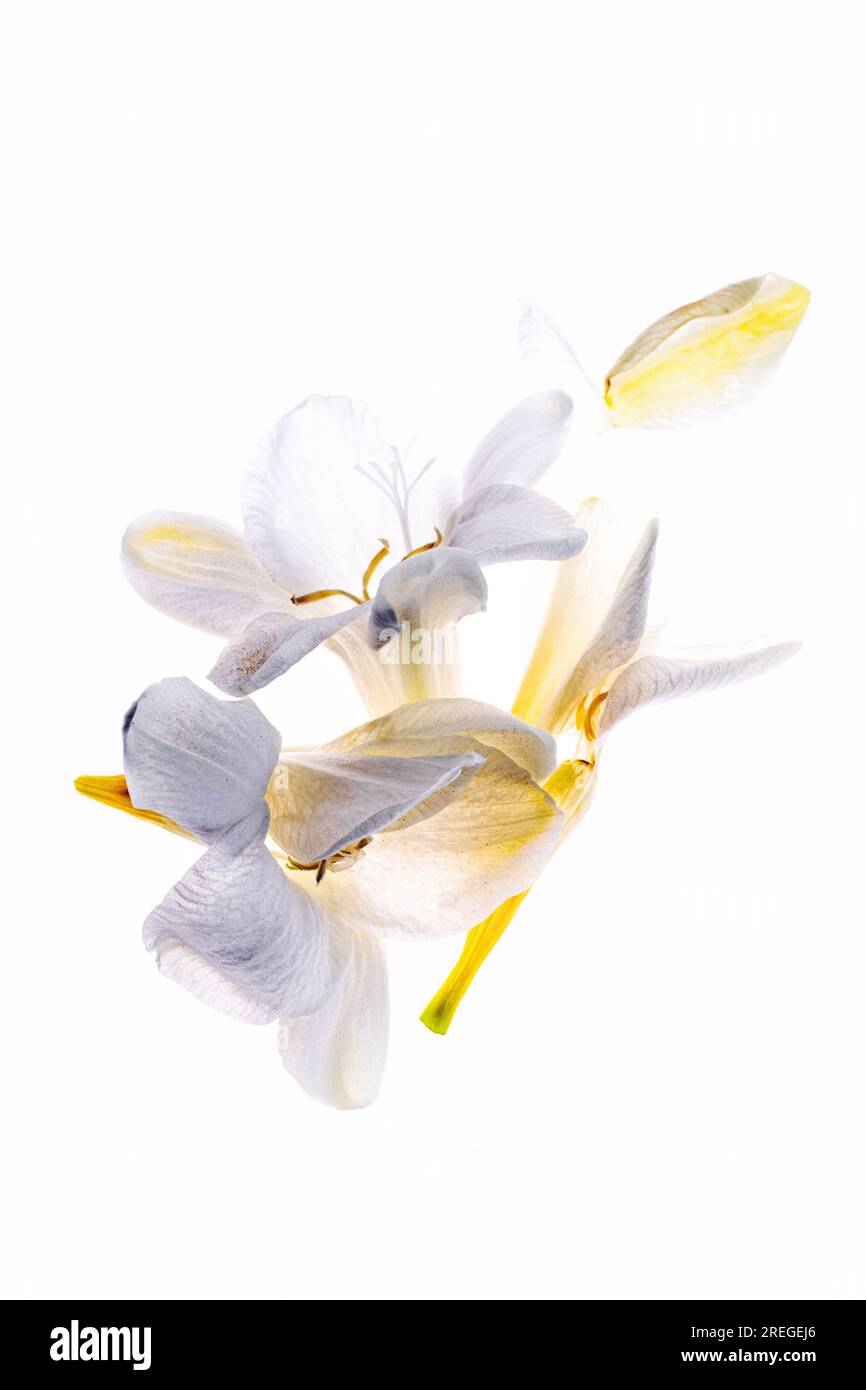 Immagine macro retroilluminata Freesia Flowerbuds Foto Stock