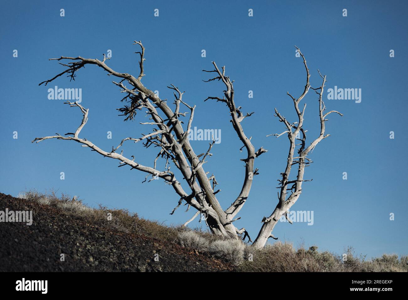 un singolo albero morto con molti rami grigi sagomati contro il cielo blu Foto Stock