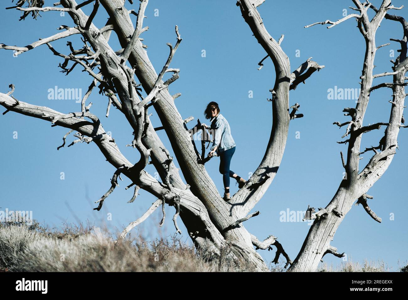 la donna si arrampica sull'albero morto e si trova tra i rami guardando la macchina fotografica Foto Stock