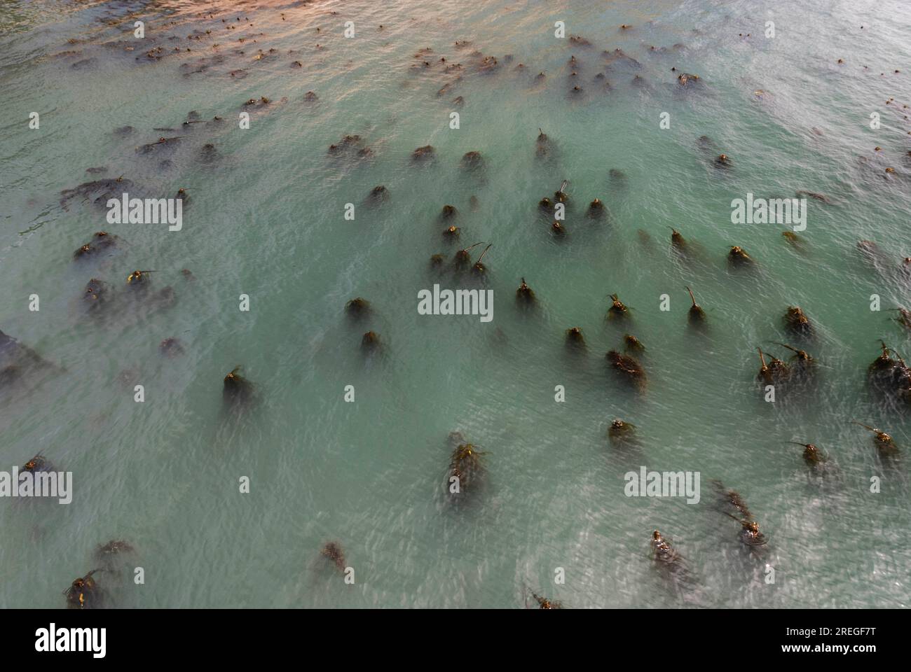Grandi alghe di toro galleggiano in superficie nel nord della California Foto Stock