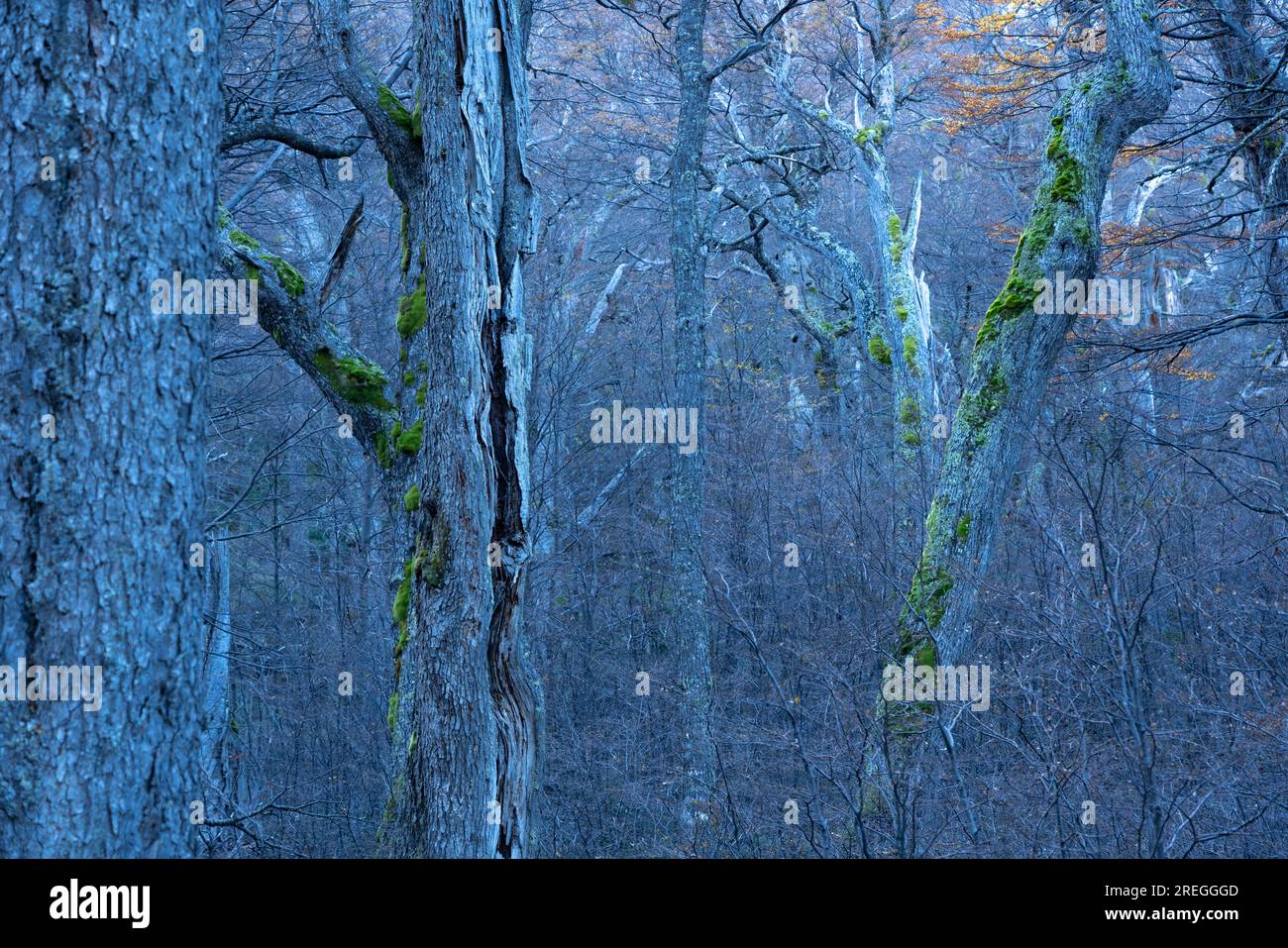 foresta di alberi di Lenga al crepuscolo nella riserva di Baguilt, Patagonia Foto Stock