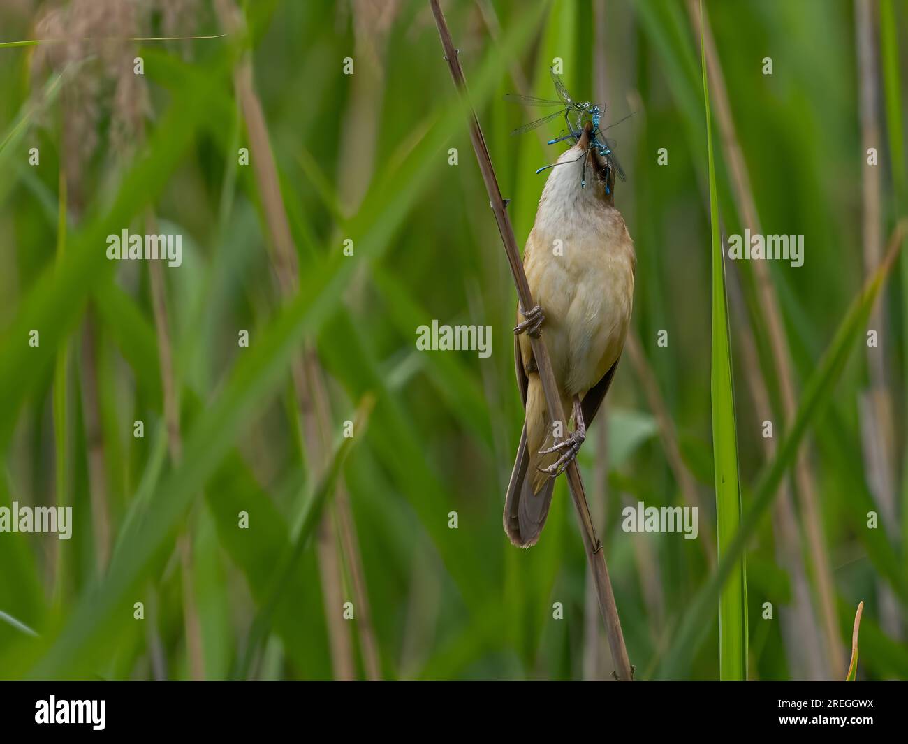 Great Reed Warbler con una libellula nel becco su sfondo verde. Foto Stock